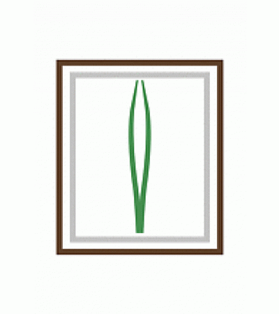 MEDISET anatomische Pinzette Dispenser 20 Stk