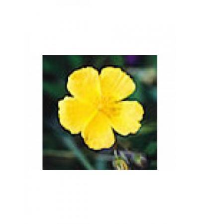 PHYTOMED Bachblüten No26 Gelb Sonnenrös Fl 10 ml